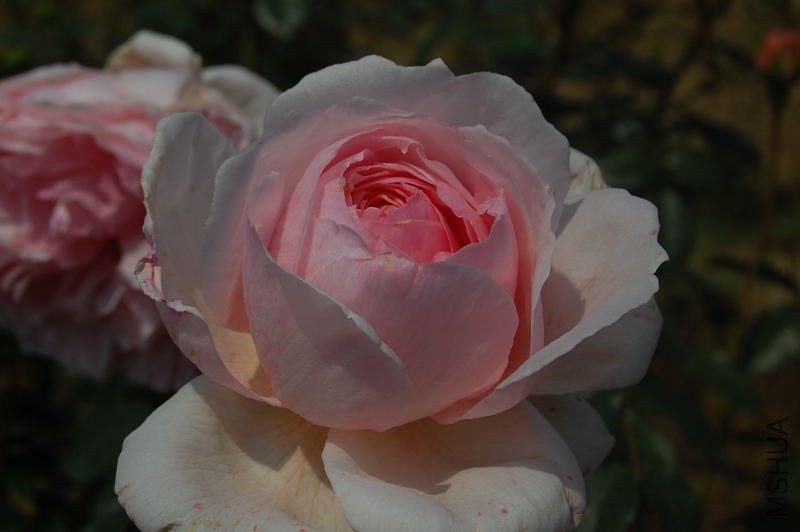 DSC_08160816.JPG