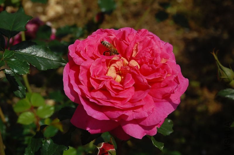 DSC_07640764.JPG