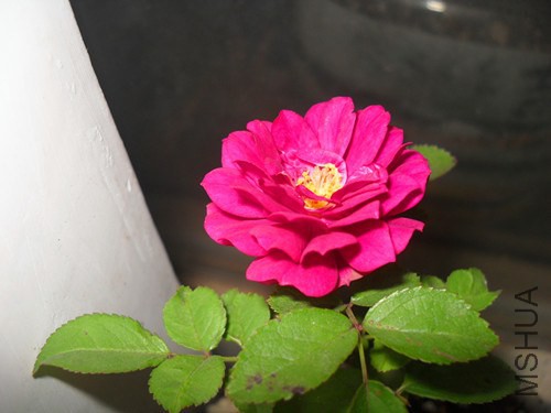 SDC15325.JPG