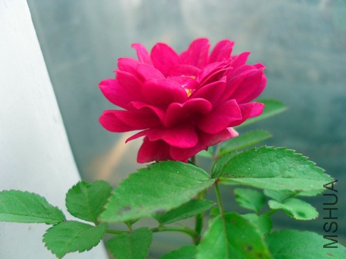 SDC15323.JPG