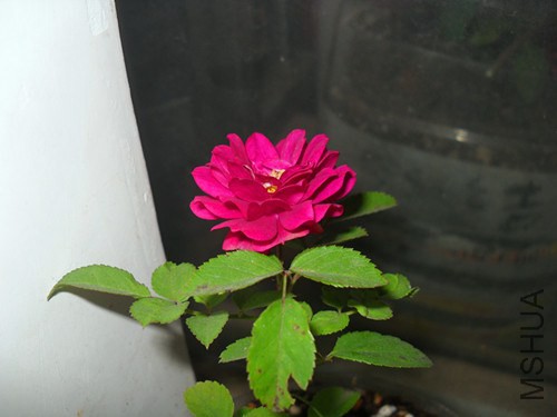 SDC15328.JPG