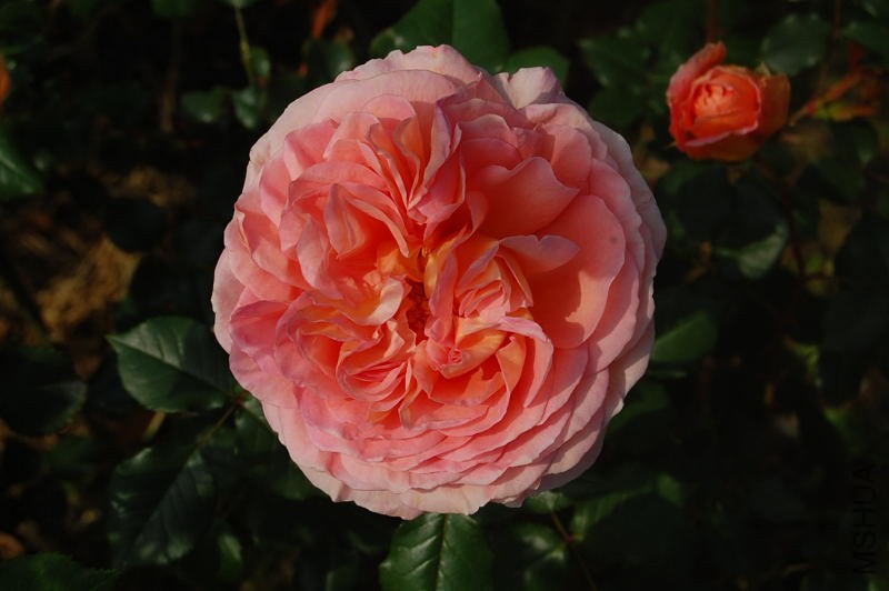 DSC_02750275.JPG