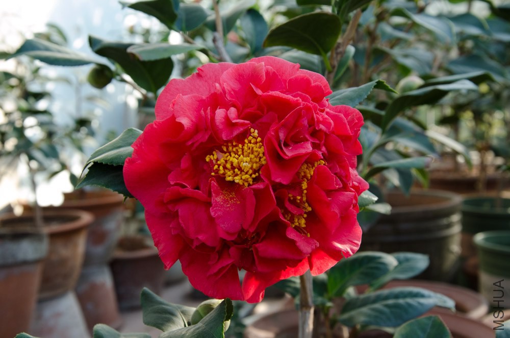 DSC_0005-2.jpg