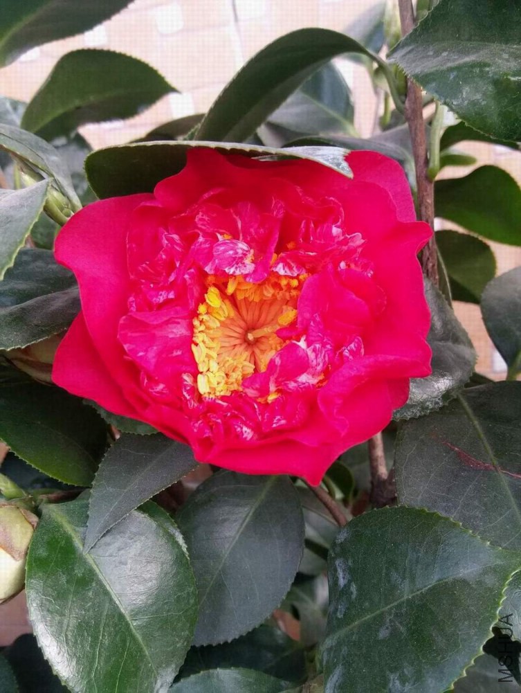 �ڶ�������껯�������