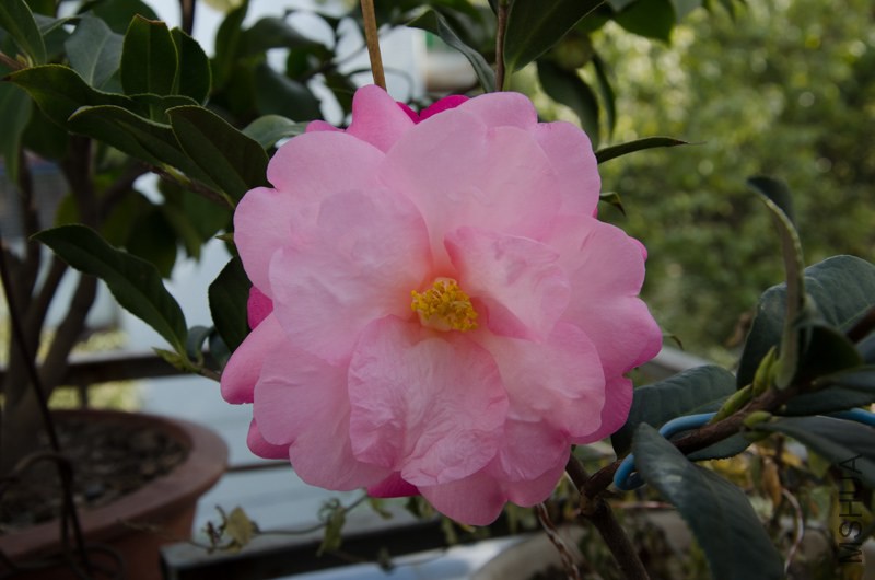 DSC_0001-3.jpg