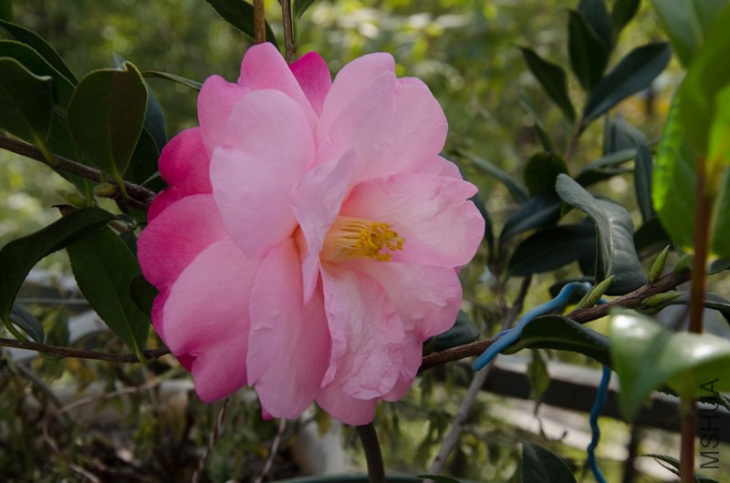 DSC_0002.jpg
