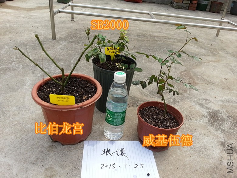 ���� SB2000 ���.jpg
