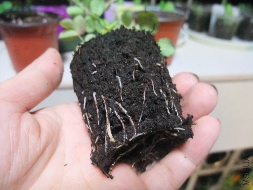 ������С DSCF8438.JPG