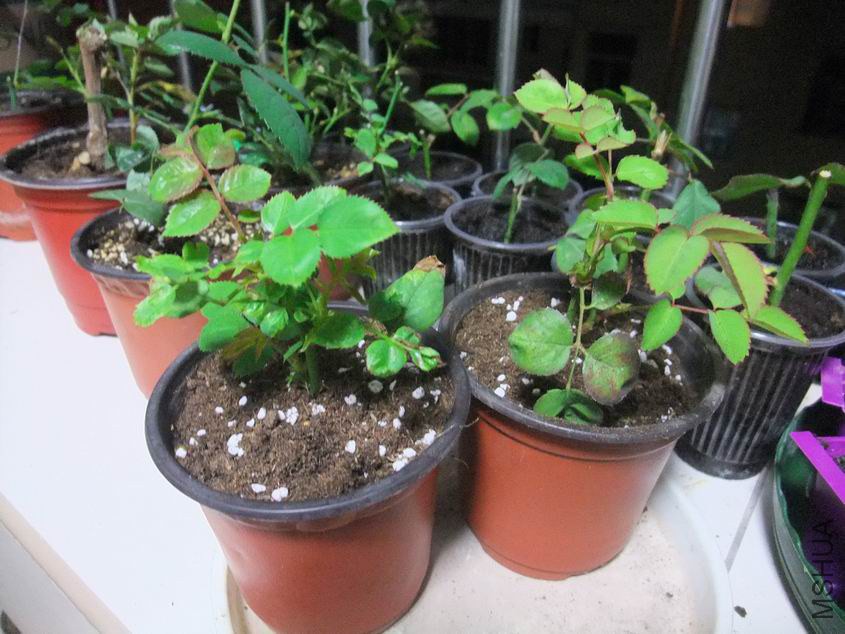 ������С DSCF8439.JPG