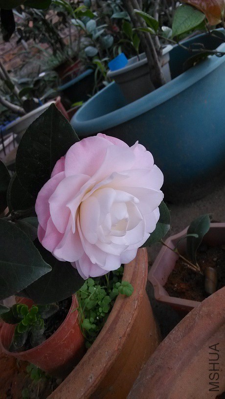IMG_20150125_084039.jpg