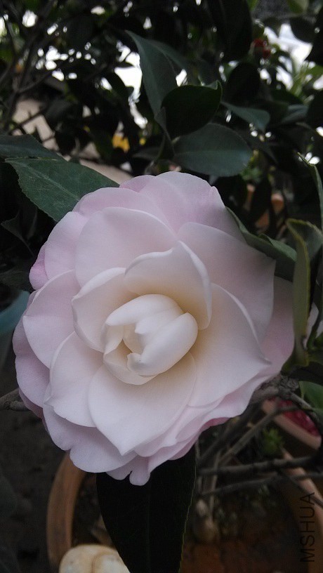 IMG_20150125_084055.jpg