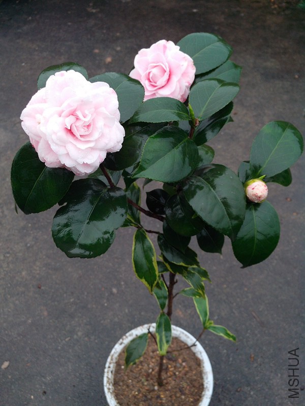 IMG_20150125_162445.jpg