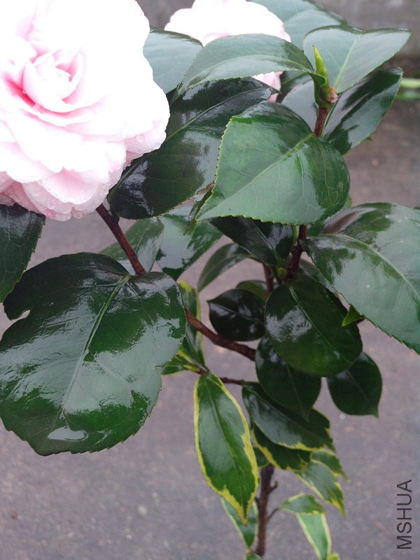 IMG_20150125_162526.jpg