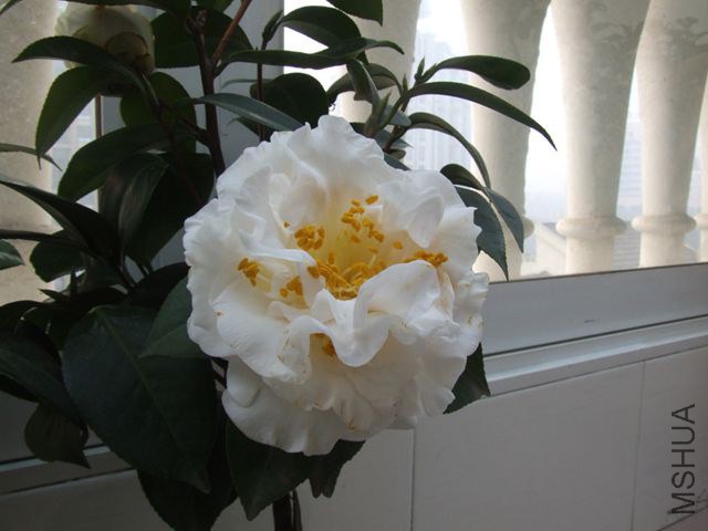 DSCF8224_����.jpg