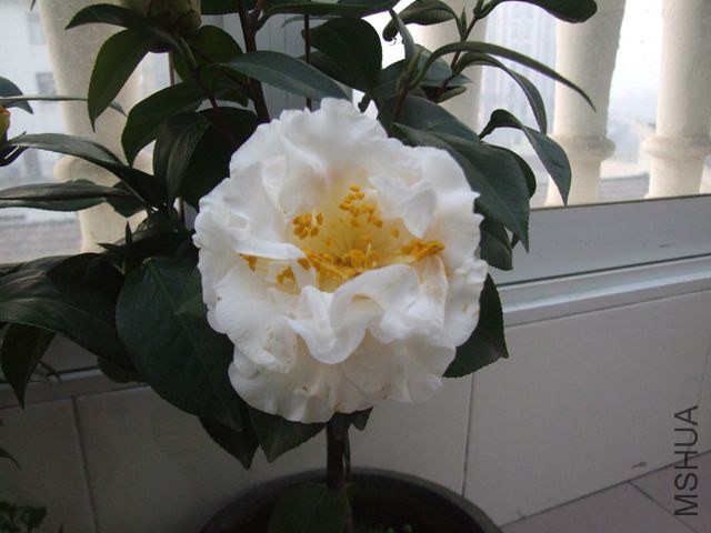 DSCF8226_����.jpg