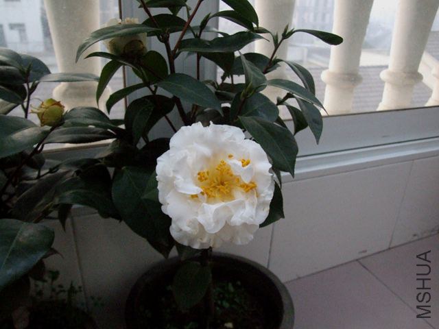 DSCF8230_����.jpg
