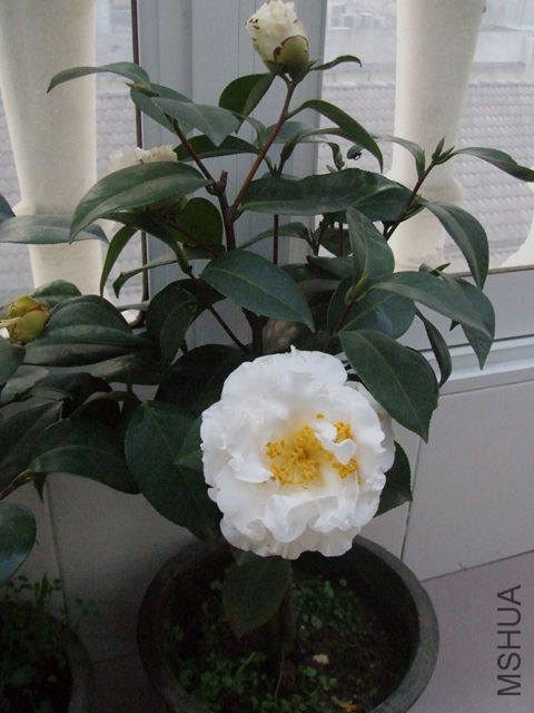 DSCF8231_����.jpg