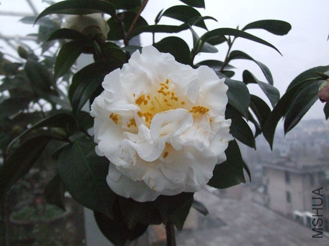 DSCF8236_����.jpg