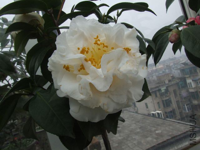 DSCF8247_����.jpg