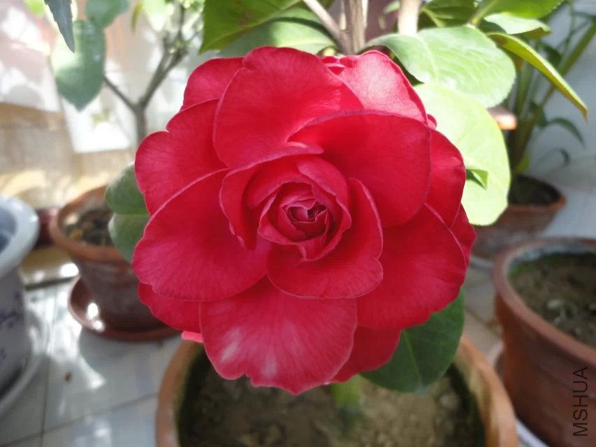 psb (8).jpg
