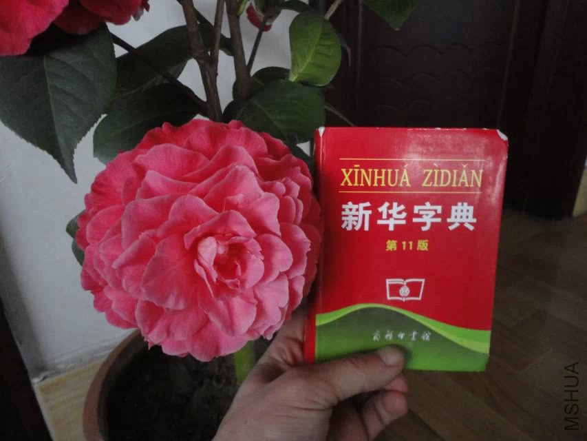 ����û�л����Ƕ����ŵĿ��ŵĴ󣬵�Ҳ��С��