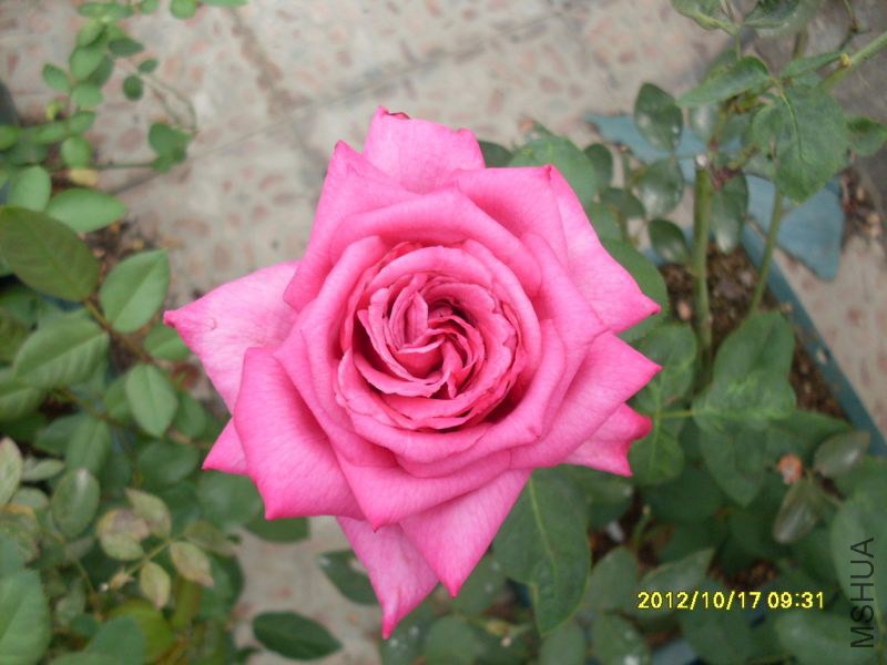 SDC13664_nEO_IMG.jpg