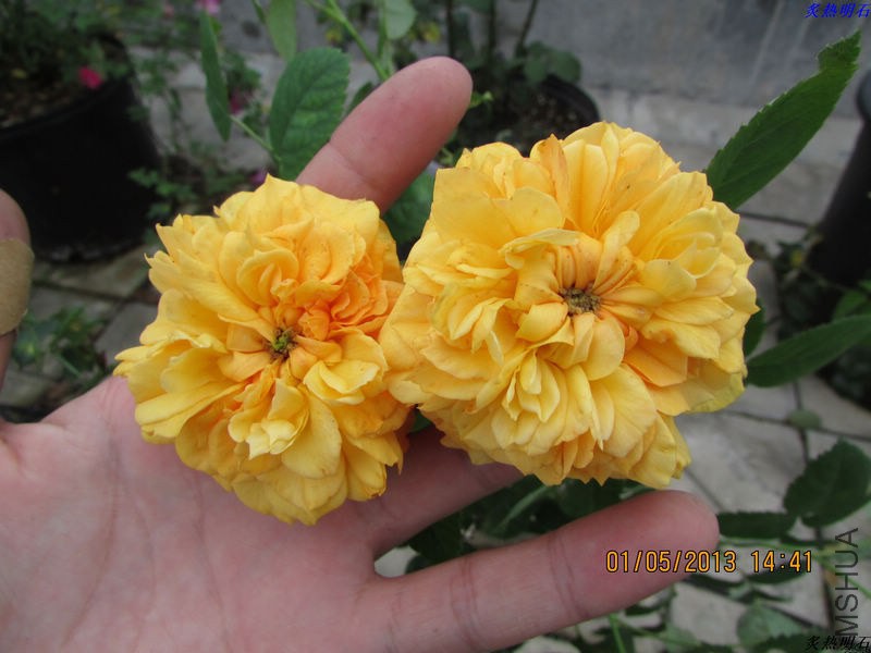 IMG_5675_nEO_IMG.jpg