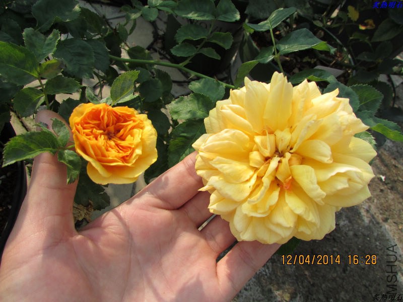 IMG_5985_nEO_IMG.jpg
