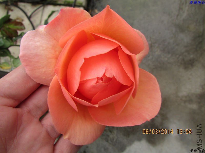 IMG_3330_nEO_IMG.jpg