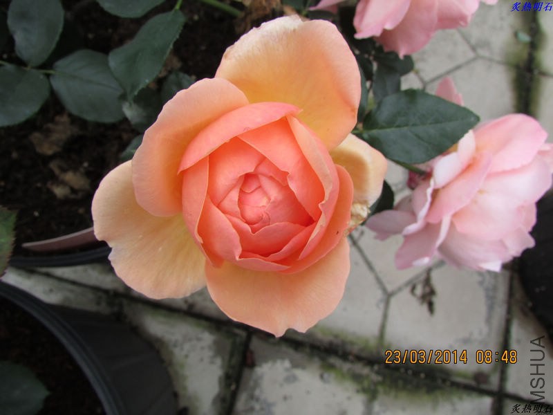 IMG_4612_nEO_IMG.jpg