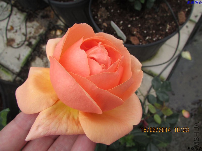 IMG_3871_nEO_IMG.jpg