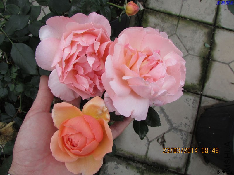 IMG_4614_nEO_IMG.jpg