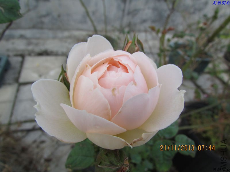IMG_0366_nEO_IMG.jpg