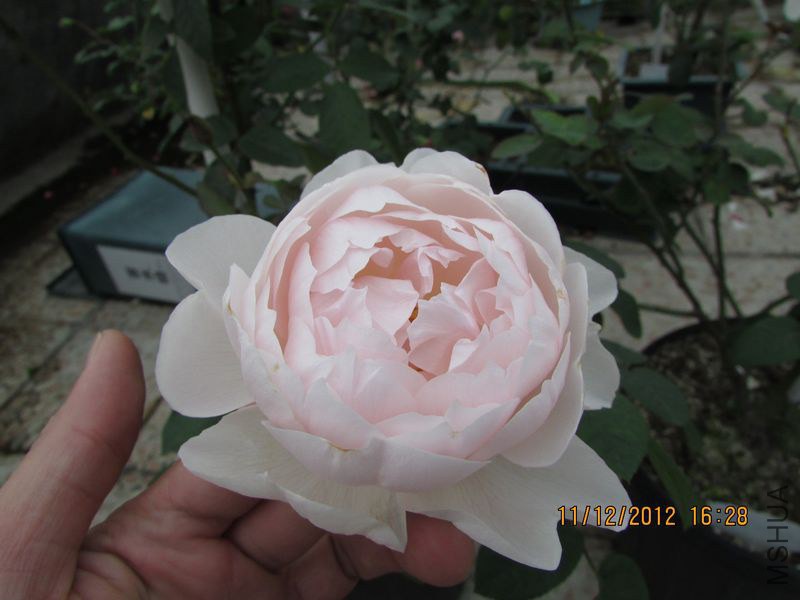 IMG_0805_nEO_IMG.jpg