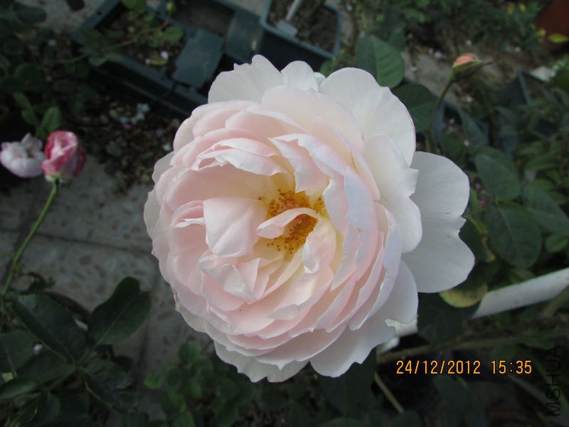IMG_1384_nEO_IMG.jpg