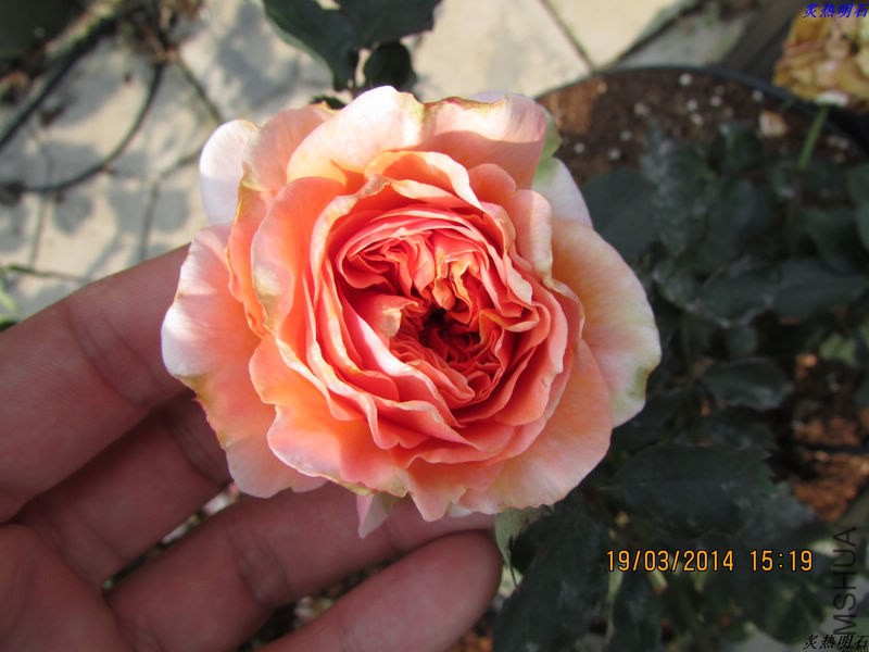IMG_3973_nEO_IMG.jpg