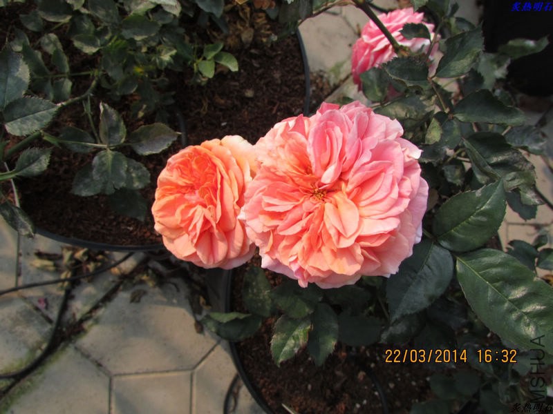IMG_4318_nEO_IMG.jpg