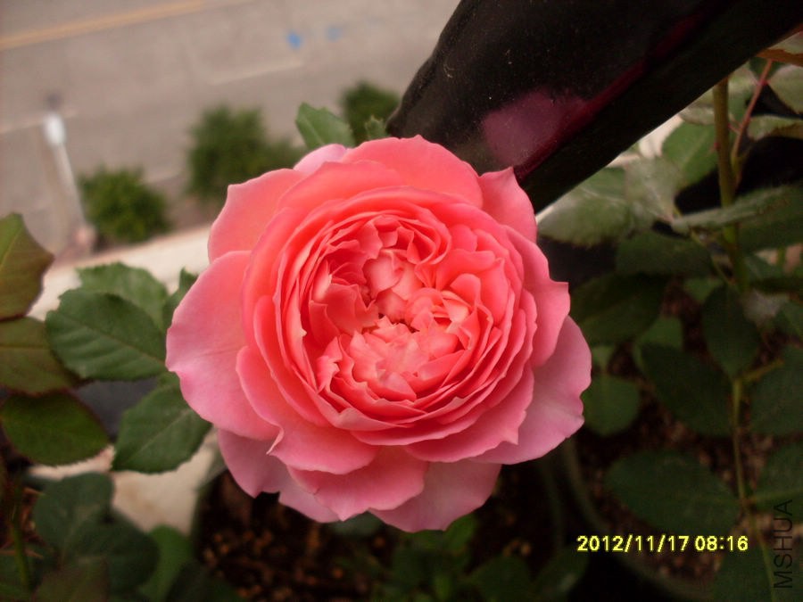 SDC14987.JPG