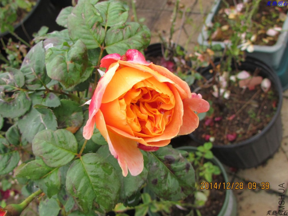 IMG_3997_nEO_IMG.jpg