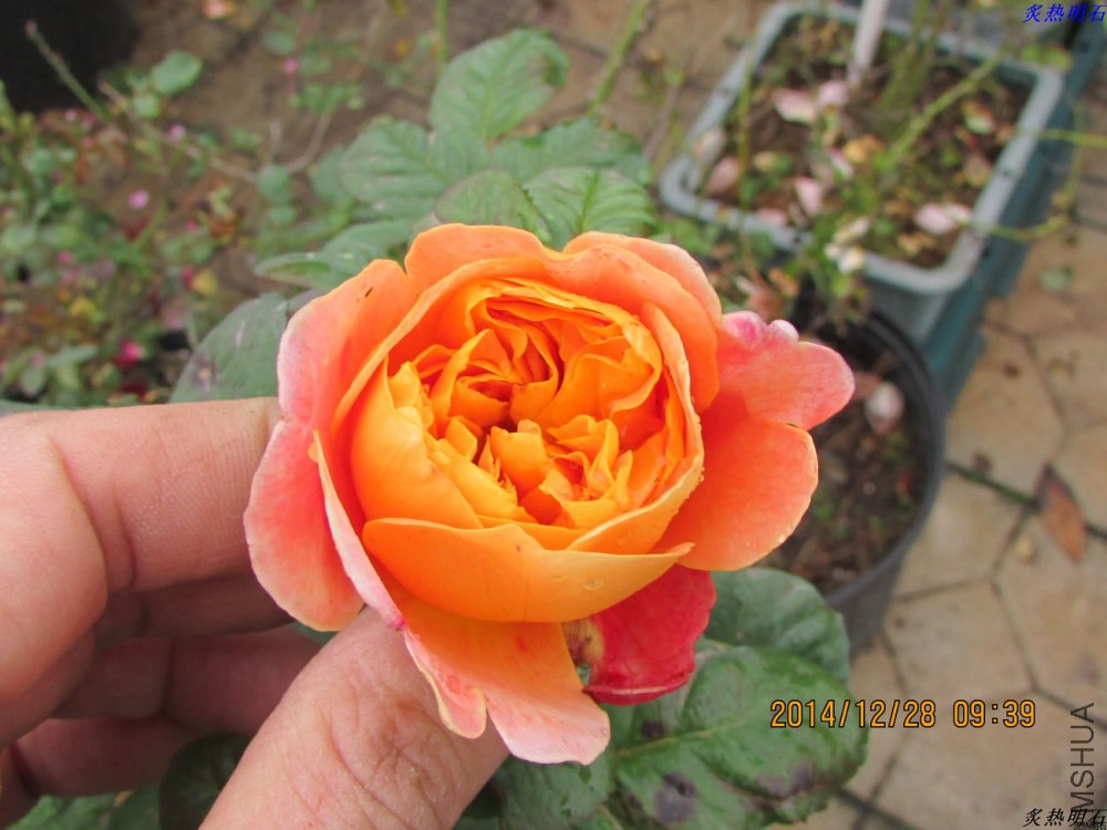 IMG_3999_nEO_IMG.jpg