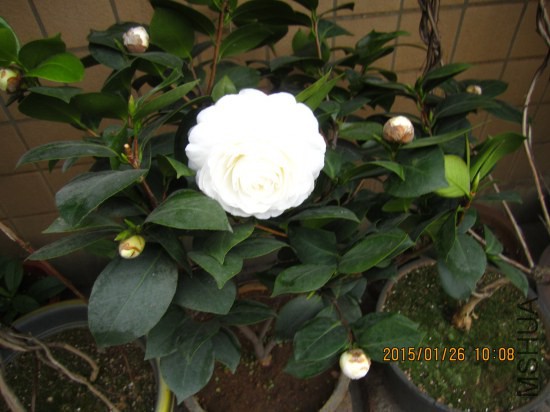IMG_5518_�༭.jpg