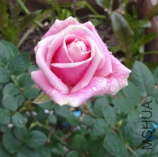 QQ��ͼ20150125125829.png