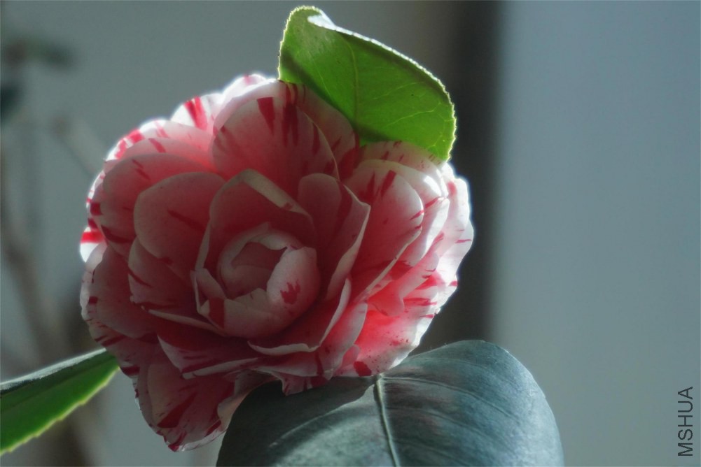 ��ɫ�൤(1)(1).JPG
