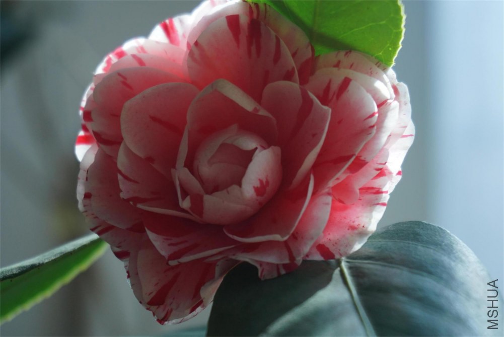 ��ɫ�൤1(1)(1).JPG