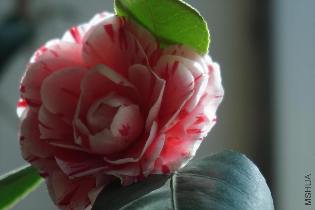 ��ɫ�൤2(1)(1)(1).JPG