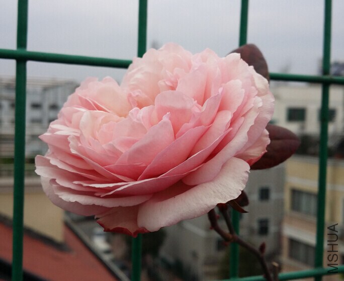 QQͼƬ20150126105206.jpg