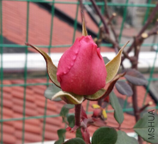 QQͼƬ20150126111829.jpg