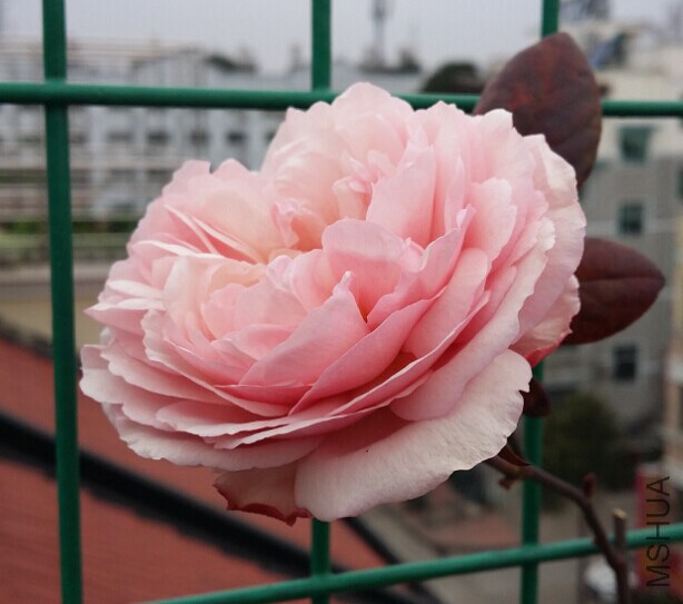QQͼƬ20150126105238.jpg