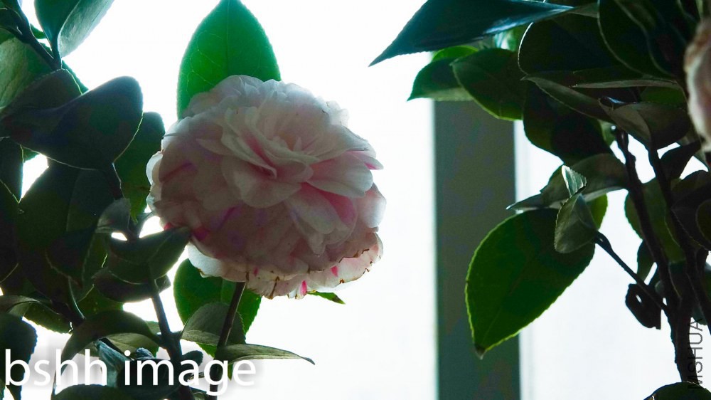 18ѧʿ����һ��