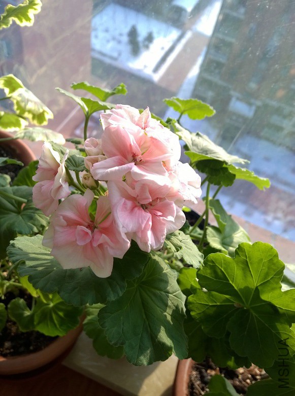 WP_20150124_14_24_47_Pro.jpg